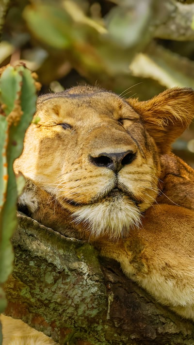 A lion sleeping in Ishasha Sector, Queen Elizabeth National Park, Uganda (© Gunter Nuyts/Getty Images) mobile wallpaper