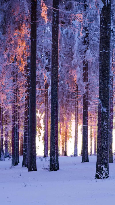 Snowy Norway spruce forest at sunset, Thuringia, Germany (© Frank Sommariva/ImageBROKER/Offset by Shutterstock) mobile wallpaper