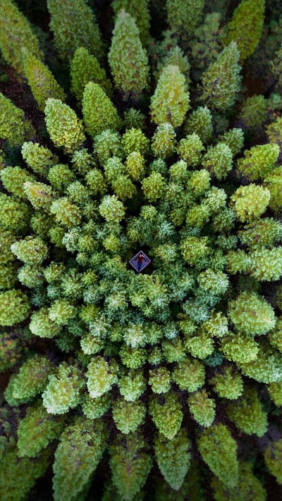 For Earth Month, a symmetrical forest known as a Nelder plot (© Rachid Dahnoun/Tandem Stills + Motion) mobile wallpaper