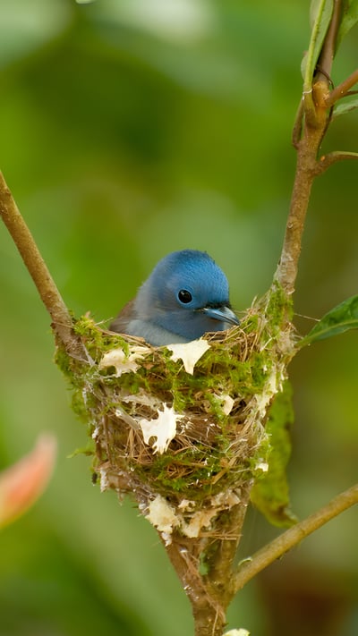 Female black-naped monarch nesting (© komkrit tonusin/Alamy) mobile wallpaper