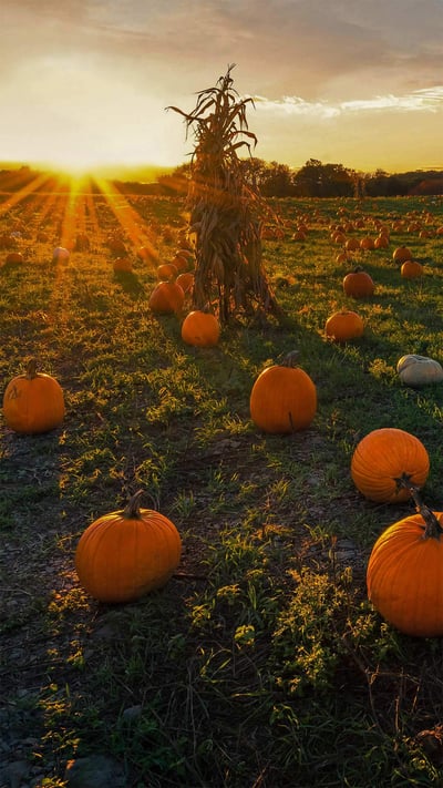 A pumpkin patch in Newton, Massachusetts (© Frank Debonis/EyeEm/Alamy) mobile wallpaper