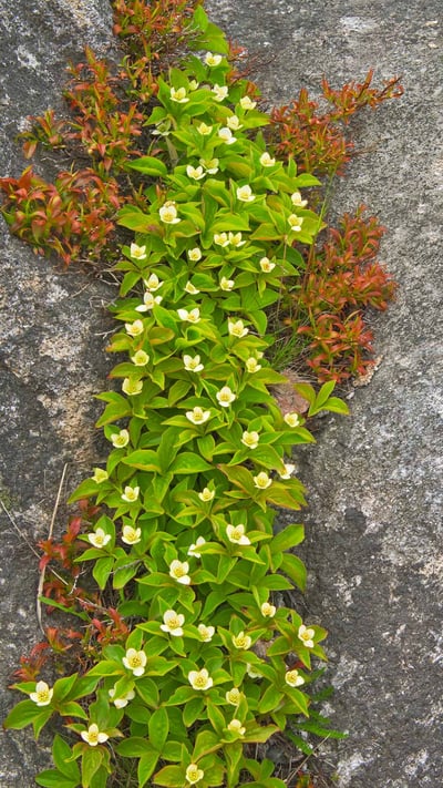 A close-up of bunchberry in Rose Blanche, Newfoundland (© Mike Grandmaison/Jaynes Gallery/DanitaDelimont.com) mobile wallpaper