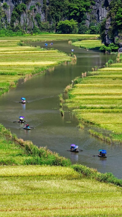 Boats float by rice fields on the Ngo Dong River in Ninh Bình province, Vietnam (© Jeremy Woodhouse/Getty Images) mobile wallpaper