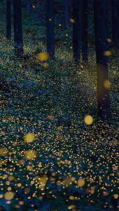 Fireflies in Nichinan, Tottori, Japan (© north-tail/Getty Images Plus) mobile wallpaper