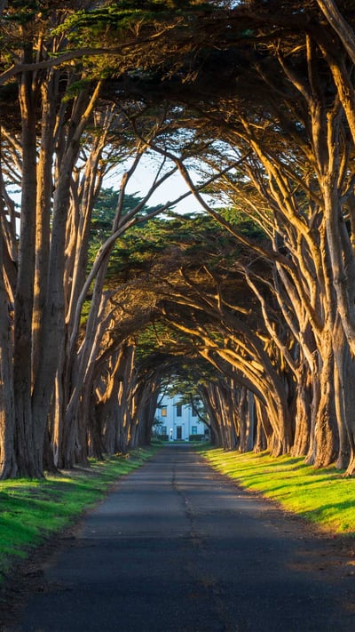 The cypress tunnel at Point Reyes National Seashore in California (© Rachid Dahnoun/Tandem Stills + Motion) mobile wallpaper