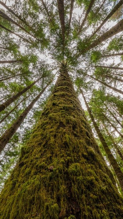 Moss-covered trees and ferns in a rainforest along Nile Creek, near Campbell River, B.C. (© Robert Postma/Plainpicture) mobile wallpaper
