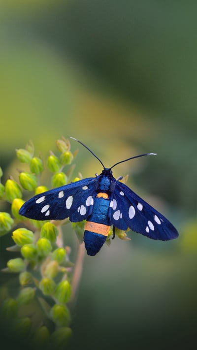 Nine-spotted moth in Switzerland (© Thomas Marent/Minden Pictures) mobile wallpaper