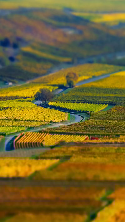 Vue aérienne de champs géométriques de raisin, vignoble en Alsace (© Alexander Sorokopud/Alamy Stock Photo) mobile wallpaper