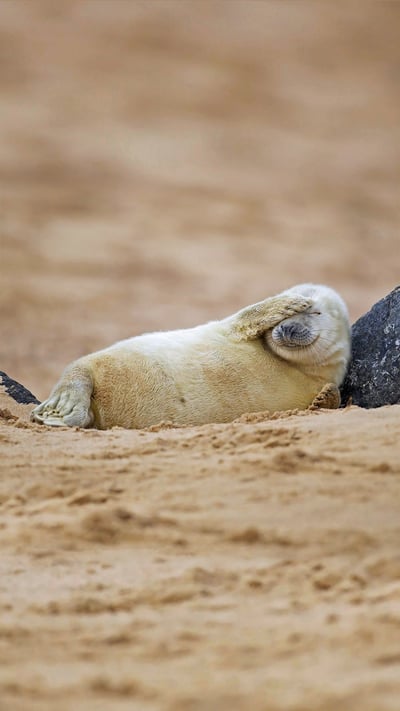 Gray seal pup resting on a beach in Blakeney National Nature Reserve, England (© Kevin Sawford/Getty Images) mobile wallpaper