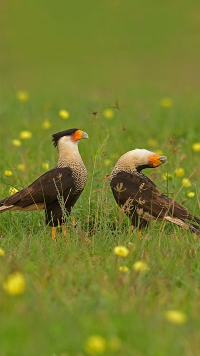 Crested caracara birds courting in Texas (© Alan Murphy/Minden Pictures) mobile wallpaper