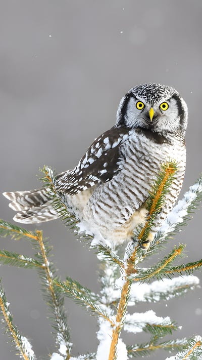 Northern hawk-owl, Canada (© pchoui/Getty Images) mobile wallpaper