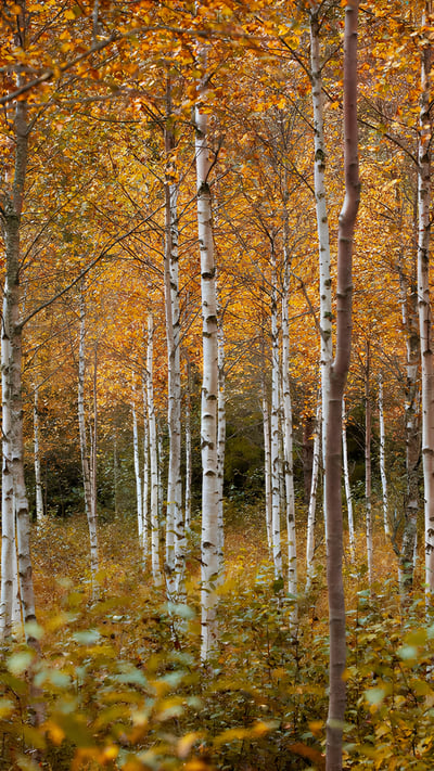 Birch trees in autumn, Drammen, Norway (© Baac3nes/Getty Images) mobile wallpaper