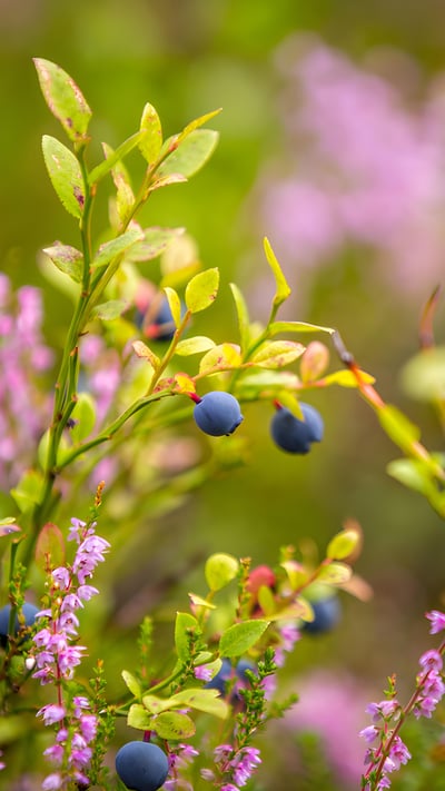 Blueberries growing in the wild (© Baac3nes/Getty Images) mobile wallpaper