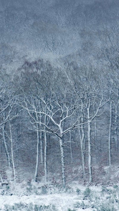 Beech forest covered with frost and snow, Ardennes, Belgium (© Philippe Moes/Alamy) mobile wallpaper