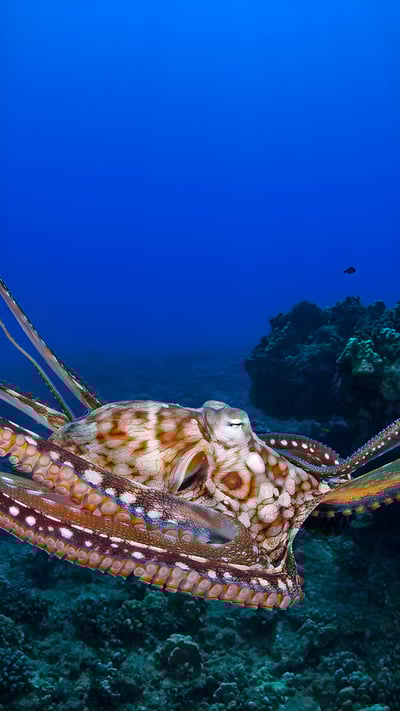 Day octopus in the waters off Maui, Hawaii (© Dave Fleetham/plainpicture) mobile wallpaper