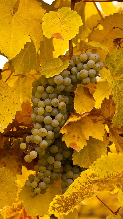 Gewurztraminer grapes on vine at autumn harvest in Okanagan Valley, B.C. (© Henry Georgi/Age Fotostock) mobile wallpaper