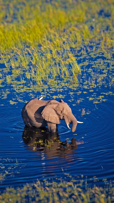 Elephant walking in the Okavango River, Botswana (© Markus Pavlowsky/Getty Images) mobile wallpaper