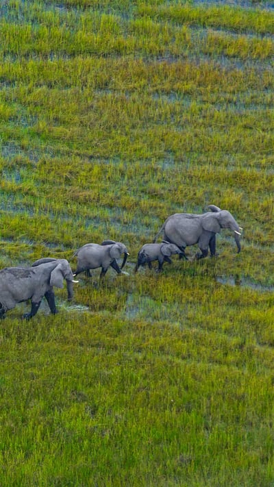 African bush elephant herd, Okavango Delta, Botswana (© Juan-Carlos Munoz/Minden Pictures) mobile wallpaper