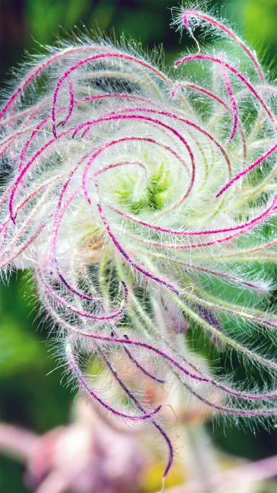 The long plumes of a three-flowered avens as it goes to seed (© Sunshine Haven Photo/Shutterstock) mobile wallpaper