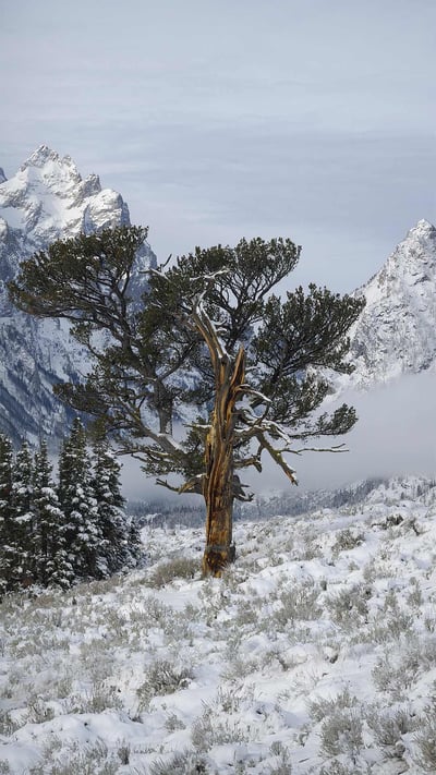 The Old Patriarch Tree of Grand Teton National Park, Wyoming (© George Sanker/Minden Pictures) mobile wallpaper