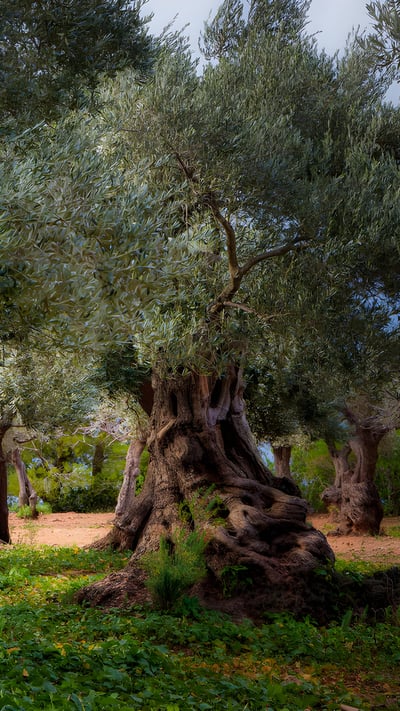 Old olive grove in the Serra Tramuntana range, Majorca, Spain (© cinoby/Getty Images) mobile wallpaper