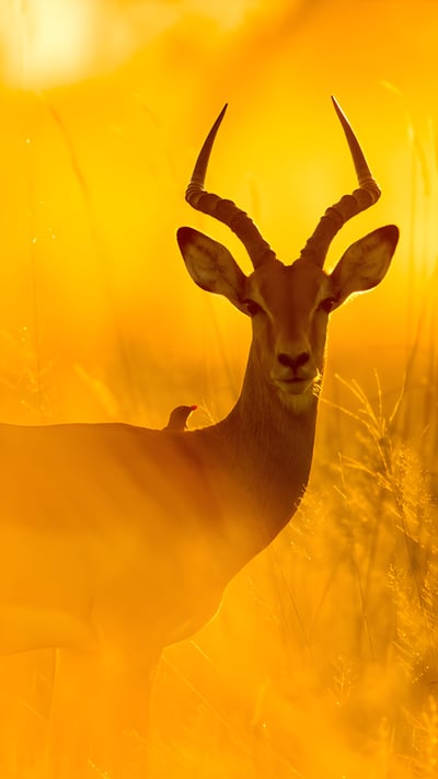 Impala with red-billed oxpecker in Moremi Game Reserve, Botswana (© Paul Souders/Getty Images) mobile wallpaper