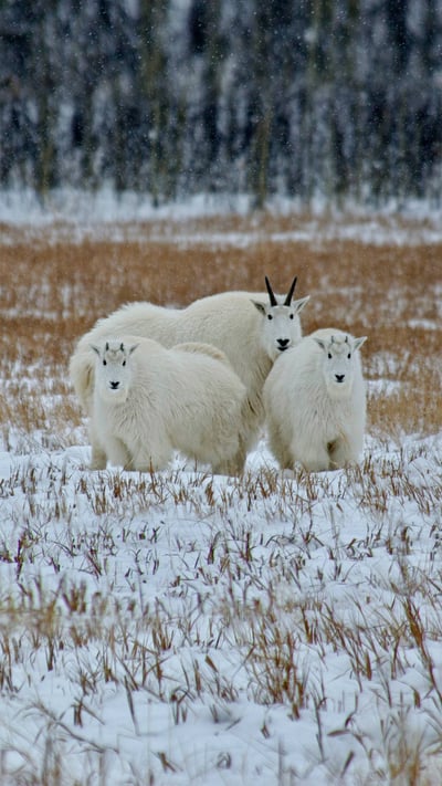 Mountain goats in the Yukon, Canada (© Mark Newman/Getty Images) mobile wallpaper
