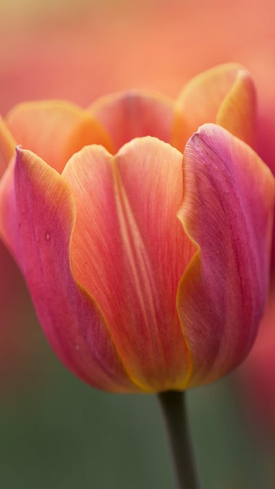 A close-up of a tulip from the Canadian Tulip Festival in Ottawa (© Sandy Thompson/Alamy Stock Photo) mobile wallpaper
