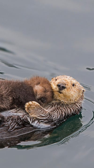 Sea otter mother and newborn pup, Monterey Bay, California (© Suzi Eszterhas/Minden Pictures) mobile wallpaper