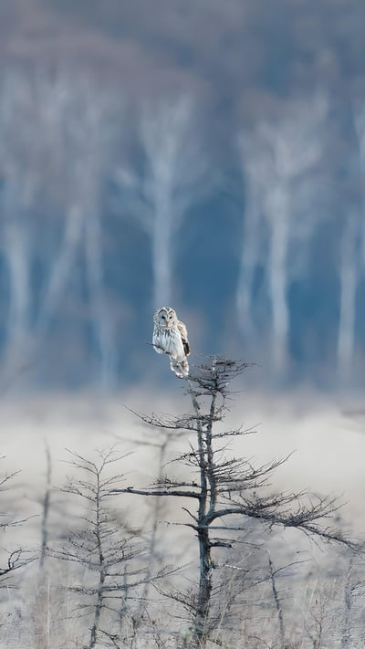 枝の先に止まっているフクロウ (© rockptarmigan/Getty Images) mobile wallpaper