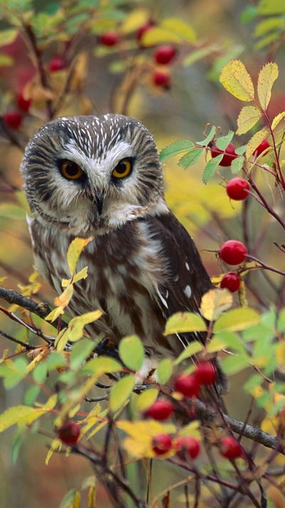 Northern Saw-whet Owl (Aegolius acadicus) perching in a wild rose bush in British Columbia (© Tim Fitzharris/Minden Pictures) mobile wallpaper
