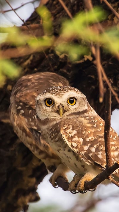 Spotted owlets in Keoladeo National Park in Rajasthan, India (© Don Mammoser/Shutterstock) mobile wallpaper