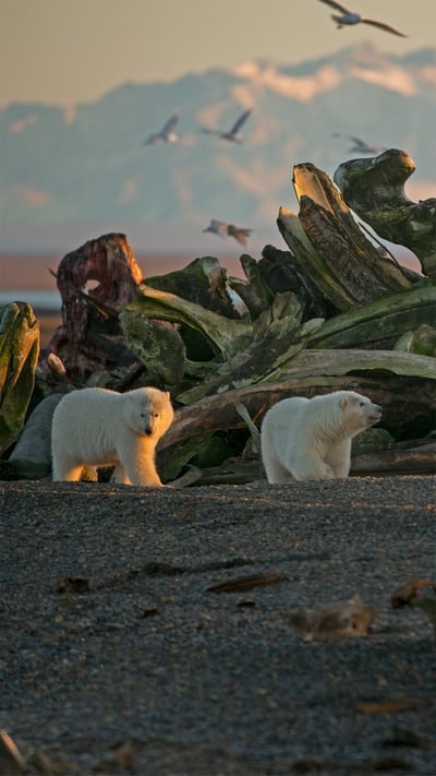A polar bear sow and her cubs in Alaska's Arctic National Wildlife Refuge (© Steven Kazlowski/Minden Pictures) mobile wallpaper