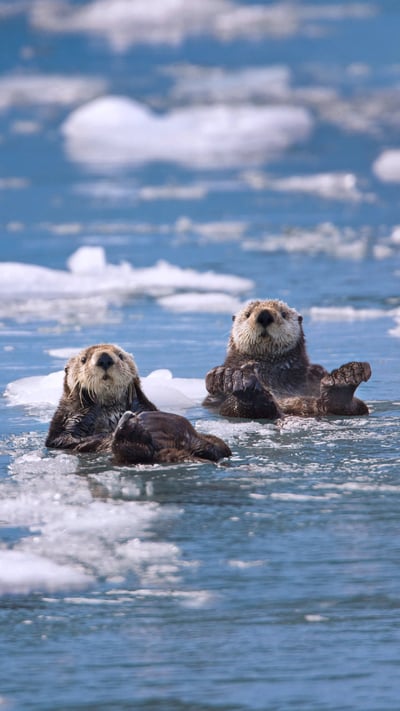 Sea otters in Prince William Sound, Alaska, 30 years after the Exxon Valdez oil spill (© Patrick Endres/plainpicture) mobile wallpaper