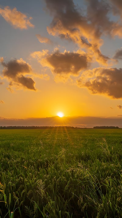 Campo de arroz en el parque natural de la Albufera, Valencia, España (© Pablo Escuder Cano/Getty Images) mobile wallpaper
