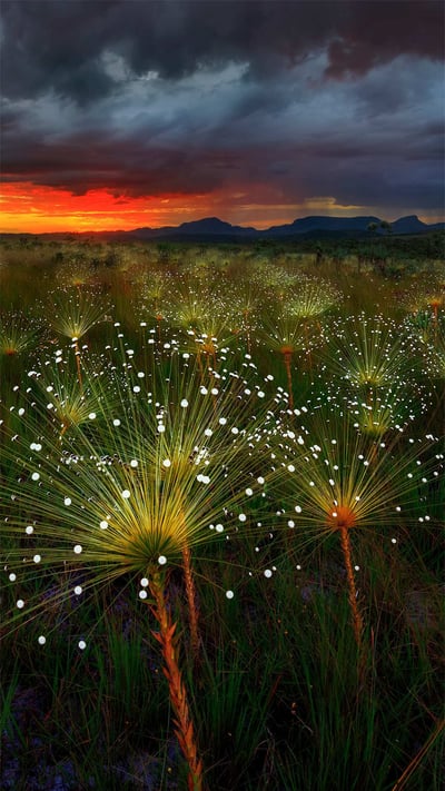 Paepalanthus flowers at sunset, Chapada dos Veadeiros National Park, Brazil (© Marcio Cabral/Getty Images) mobile wallpaper