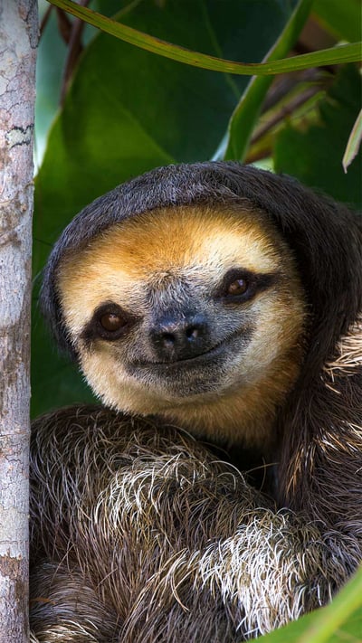 Pale-throated sloth perched in a tree on Sloth Island, near Bartica on the Essequibo River, Guyana (© Suzi Eszterhas/Minden Pictures) mobile wallpaper