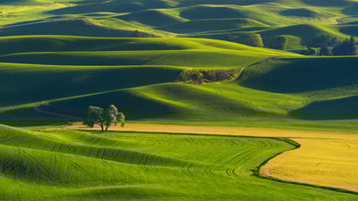 Nature's green quilt