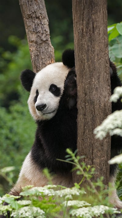Giant panda in Wolong National Nature Reserve, Sichuan, China (© Katherine Feng/Minden Pictures) mobile wallpaper