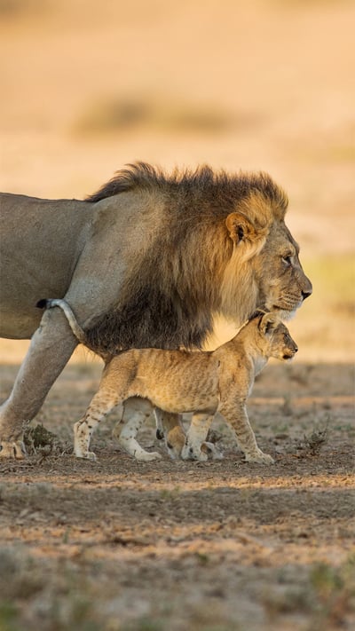 Male African lion and cub in Kgalagadi Transfrontier Park in southern Africa (© Richard Du Toit/Minden Pictures) mobile wallpaper