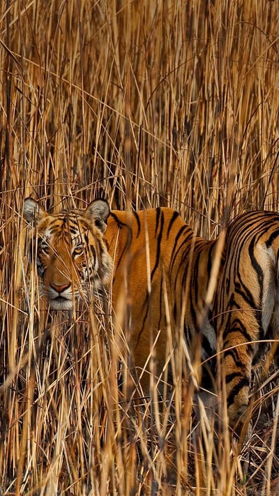 Tiger camouflaged in tall grass, Assam, India (© Sandesh Kadur/Minden Pictures) mobile wallpaper