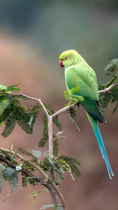 Rose-ringed parakeets (Psittacula krameri manillensis) in the National Chambal Gharial Wildlife Sanctuary, Madhya Pradesh, India (© Pete Oxford/Minden Pictures) mobile wallpaper