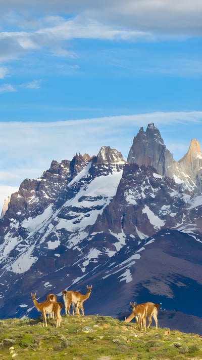 Guanacos in Los Glaciares National Park, Patagonia, Argentina (© Yva Momatiuk and John Eastcott/Minden Pictures) mobile wallpaper