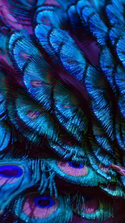 Peacock feathers (© Sarayut Thaneerat/Getty Images) mobile wallpaper