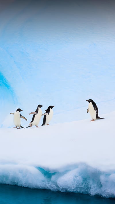 Adélie penguins on an iceberg, Antarctica (© Patrick J. Endres/Getty Images) mobile wallpaper
