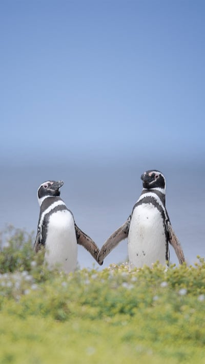 Magellanic penguins in the Falkland Islands (© Vicki Jauron, Babylon and Beyond Photography/Getty Images) mobile wallpaper