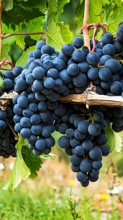 Clusters of dark purple grapes hanging on a vine in Penticton, B.C. (© Design Pics/Offset) mobile wallpaper