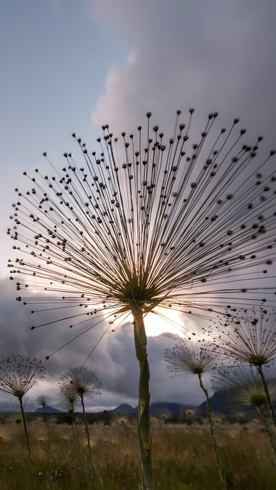Chuveirinhos ao nascer do sol na Chapada dos Veadeiros, Goiás (© Cavan Images/Getty Images) mobile wallpaper