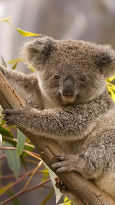 An Australian koala perched in a gum tree overlooking the scenery (© juuce/Getty Images) mobile wallpaper