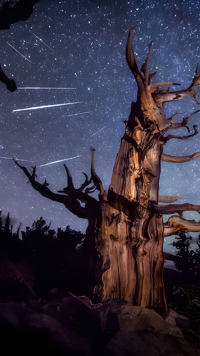Perseid meteor shower and an ancient bristlecone pine, Great Basin National Park, Nevada (© Wirestock Creators/Shutterstock) mobile wallpaper